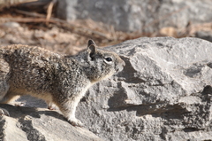 Otospermophilus beecheyi