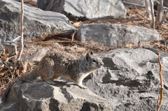 Otospermophilus beecheyi