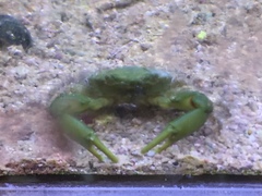Mithraculus sculptus