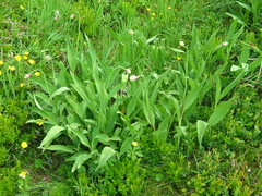 Allium victorialis
