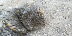 Psiloscops flammeolus