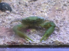 Mithraculus sculptus
