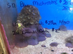 Mithraculus sculptus