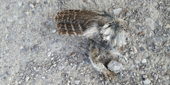 Psiloscops flammeolus