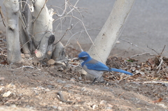 Aphelocoma californica