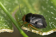 Strongylocoris leucocephalus