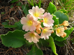 Primula × pubescens
