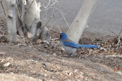 Aphelocoma californica
