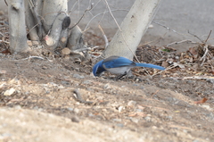 Aphelocoma californica