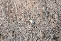 Nycticorax nycticorax