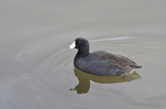 Fulica americana