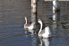 Anser cygnoides domesticus