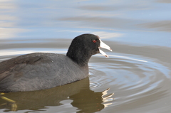 Fulica americana