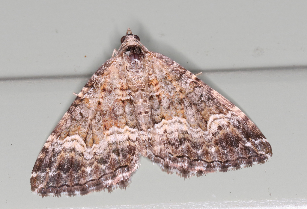 Chrysolarentia imperviata