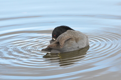 Fulica americana