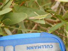 Allotruxalis gracilis