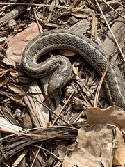 Thamnophis elegans vagrans