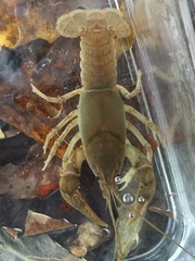Cambarus striatus