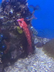 Synchiropus