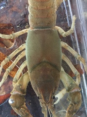 Cambarus striatus