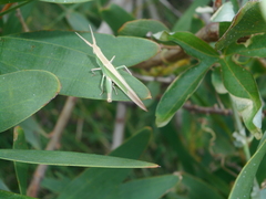 Allotruxalis gracilis