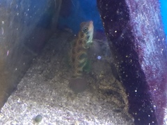 Synchiropus picturatus