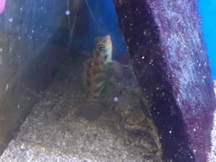 Synchiropus picturatus