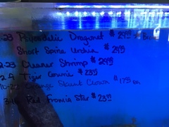 Synchiropus picturatus