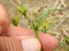 Nicotiana corymbosa