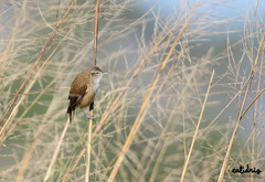 Furnariinae