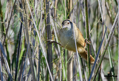 Limnoctites sulphuriferus
