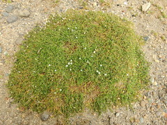 Arenaria serpens