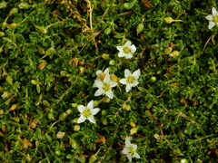 Arenaria serpens