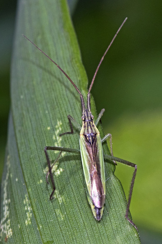 Notostira Erratica · Inaturalist