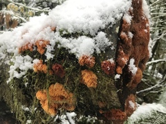 Pycnoporellus alboluteus