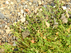 Arenaria serpens