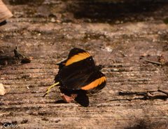 Adelpha melanthe