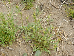 Nicotiana corymbosa