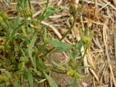 Nicotiana corymbosa