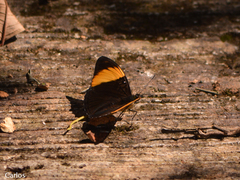 Adelpha melanthe