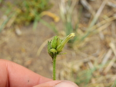 Nicotiana corymbosa