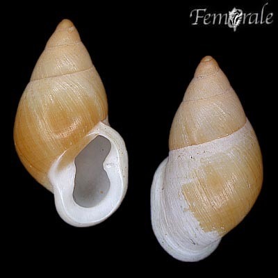 Toothed Partula