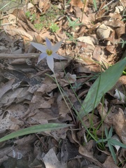 Erythronium albidum