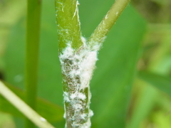 Geisha distinctissima