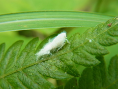 Geisha distinctissima