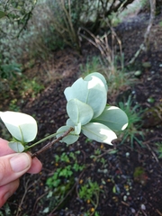 Santalum paniculatum