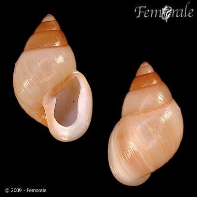 Polynesian snails release is biggest ever of 'extinct in the wild' species, Conservation