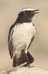 Oenanthe moesta