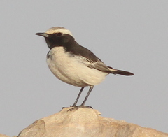 Oenanthe moesta