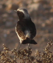 Oenanthe moesta